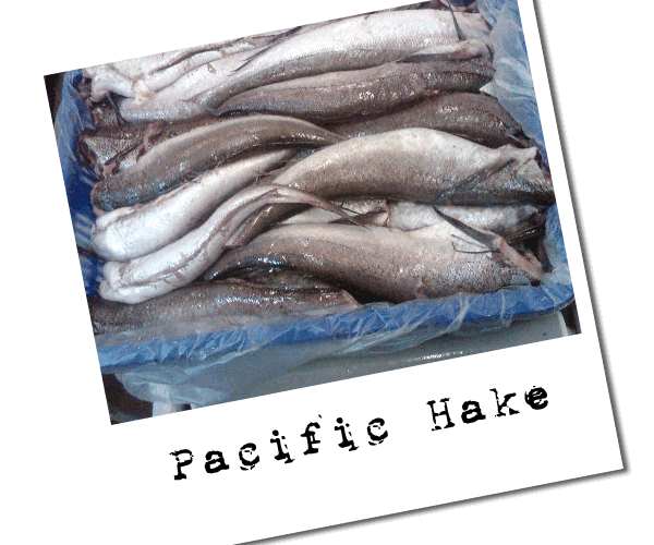 Hake