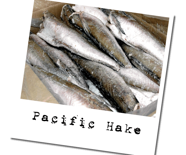Hake