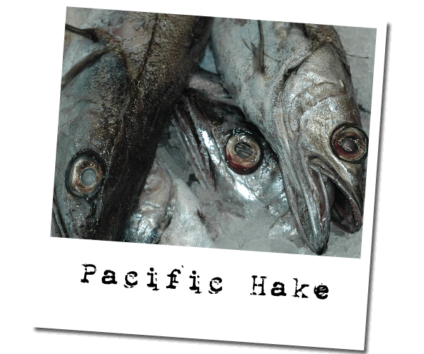 Hake