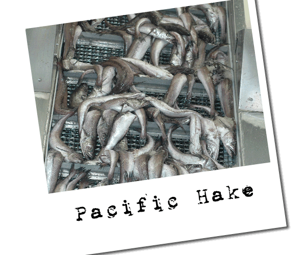Hake